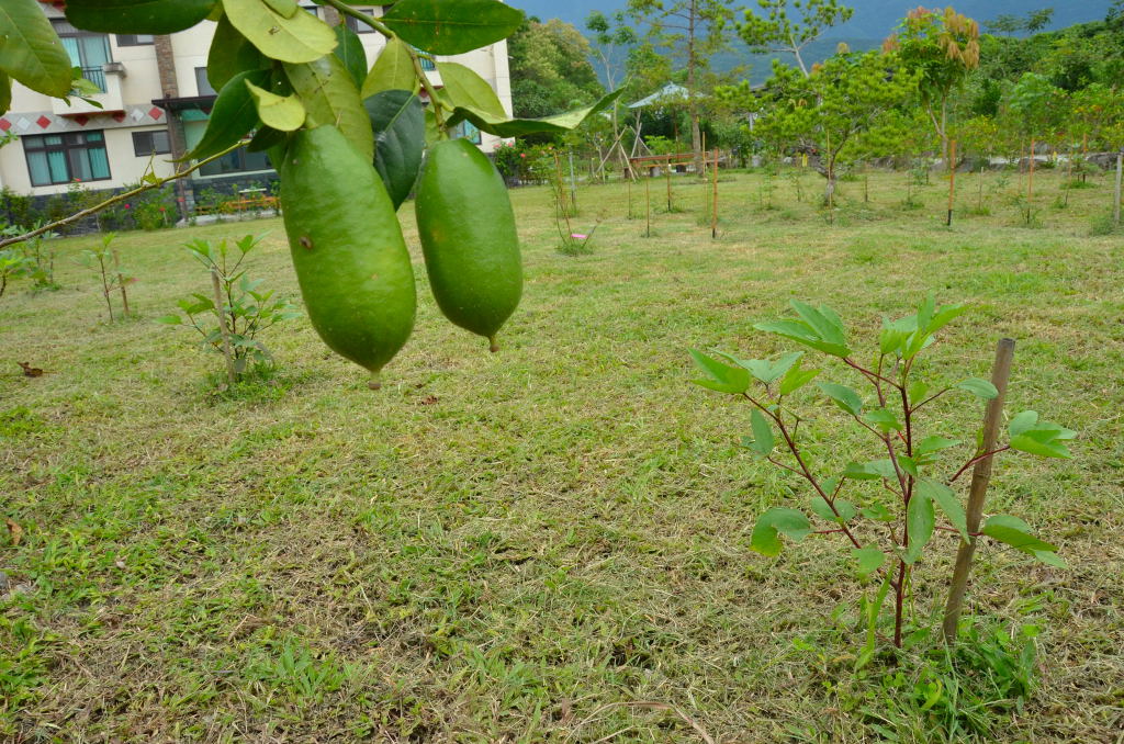香水檸檬