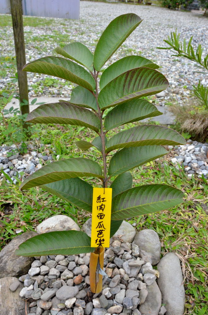 紅心芭樂
