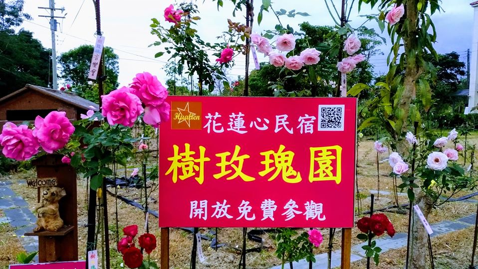 全球第一高樹玫瑰 全球第一高樹玫瑰